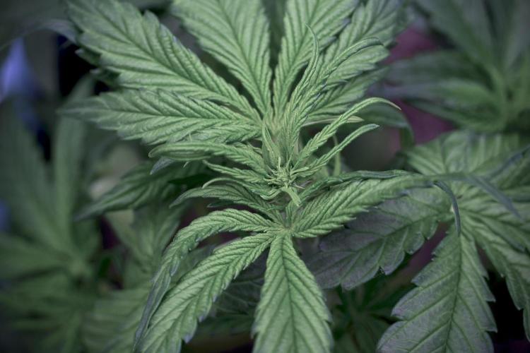 GMO Cookies Served with extra curiosity. Week 5 - GMO Cookies 12/12 From Seed Trainings 