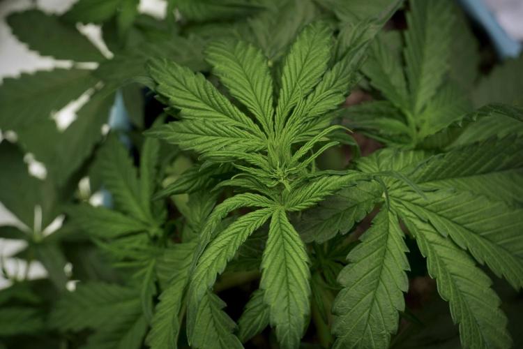 GMO Cookies Served with extra curiosity. Week 5 - GMO Cookies 12/12 From Seed Trainings 