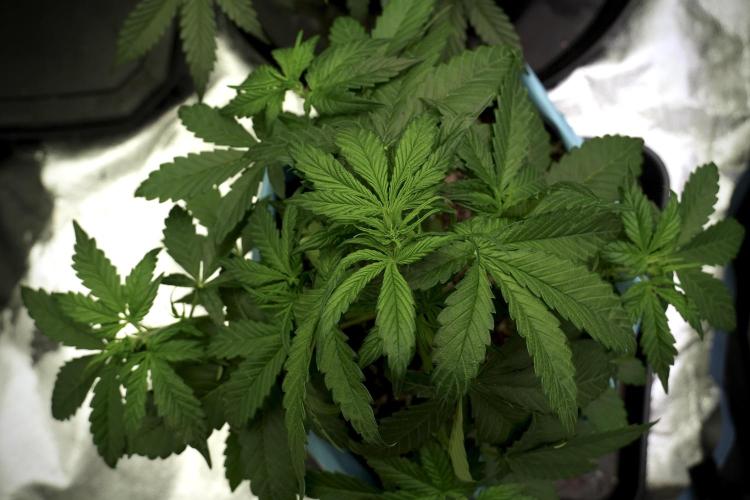 GMO Cookies Served with extra curiosity. Week 5 - GMO Cookies 12/12 From Seed Trainings 