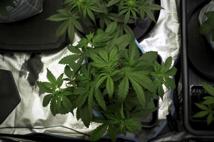 GMO Cookies Served with extra curiosity. Week 5 - GMO Cookies 12/12 From Seed Trainings 