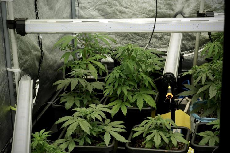 GMO Cookies Served with extra curiosity. Week 5 - Room