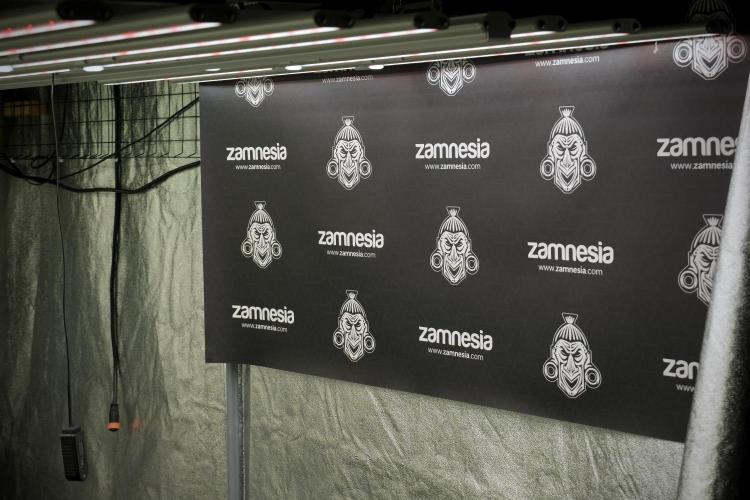 GMO Cookies Served with extra curiosity. Week 5 - Room