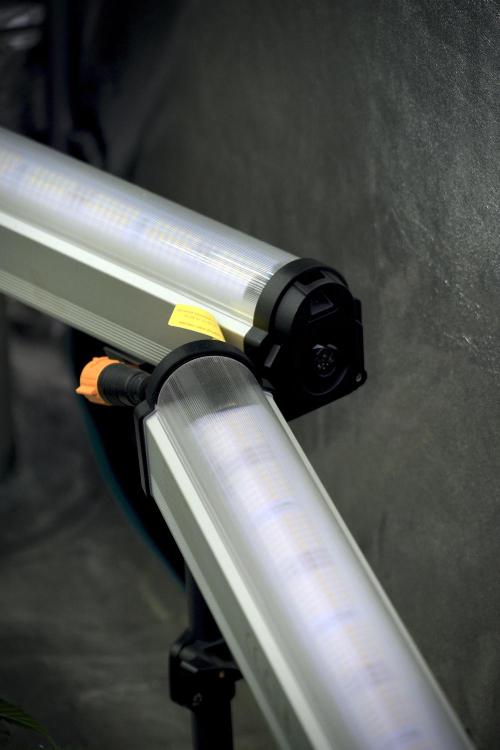 GMO Cookies Served with extra curiosity. Week 5 - Room