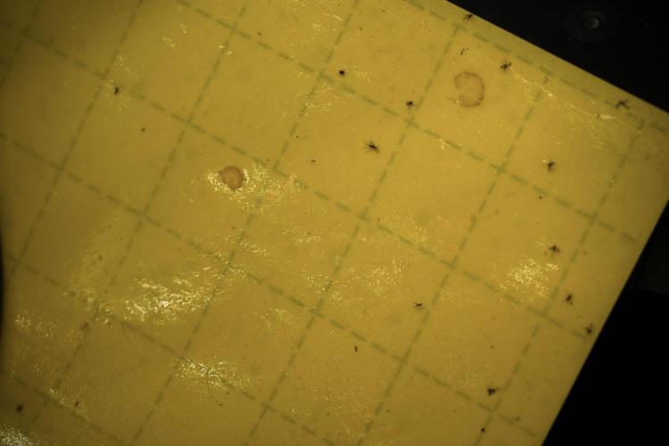 GMO Cookies Served with extra curiosity. Week 5 - Gnats lol 