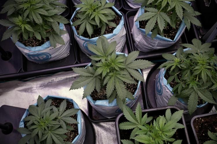 Skywalker OG Legends of the 12/12 Galaxy. Week 5 - 12/12 from seed 