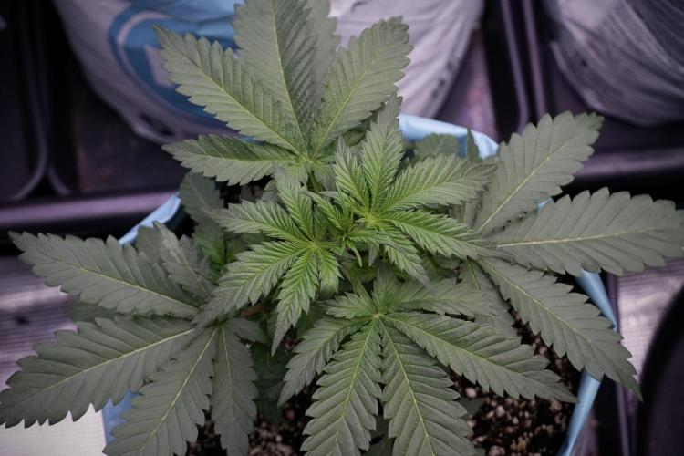 Skywalker OG Legends of the 12/12 Galaxy. Week 5 - 12/12 from seed 