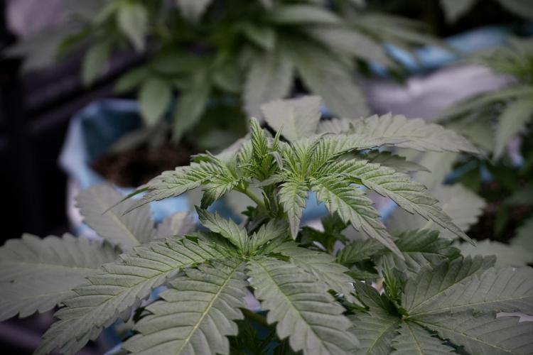 Skywalker OG Legends of the 12/12 Galaxy. Week 5 - 12/12 from seed 