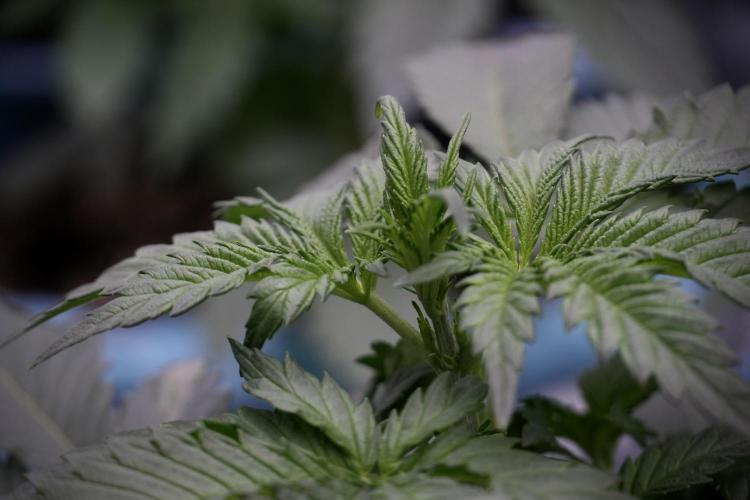 Skywalker OG Legends of the 12/12 Galaxy. Week 5 - 12/12 from seed 