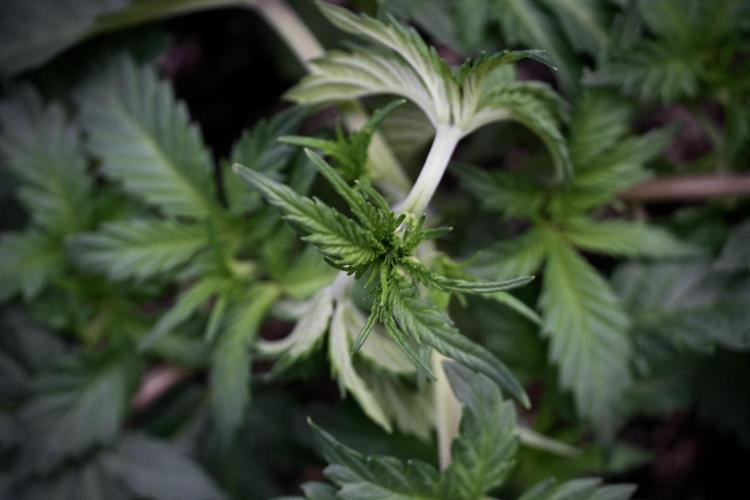 Skywalker OG Legends of the 12/12 Galaxy. Week 5 - 12/12 from seed 