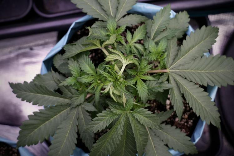 Skywalker OG Legends of the 12/12 Galaxy. Week 5 - 12/12 from seed 