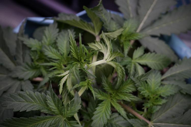 Skywalker OG Legends of the 12/12 Galaxy. Week 5 - 12/12 from seed 