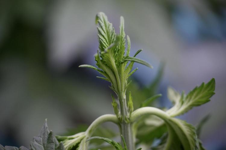 Skywalker OG Legends of the 12/12 Galaxy. Week 5 - 12/12 from seed 