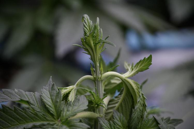 Skywalker OG Legends of the 12/12 Galaxy. Week 5 - 12/12 from seed 