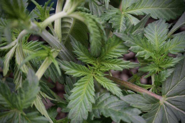 Skywalker OG Legends of the 12/12 Galaxy. Week 5 - 12/12 from seed 