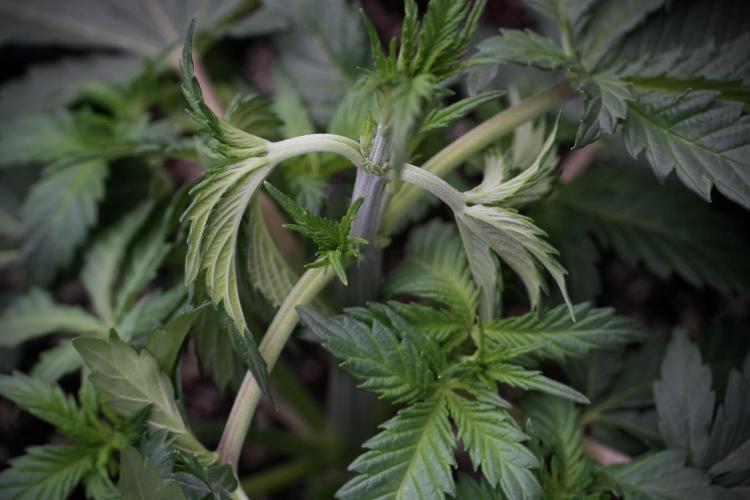 Skywalker OG Legends of the 12/12 Galaxy. Week 5 - 12/12 from seed 