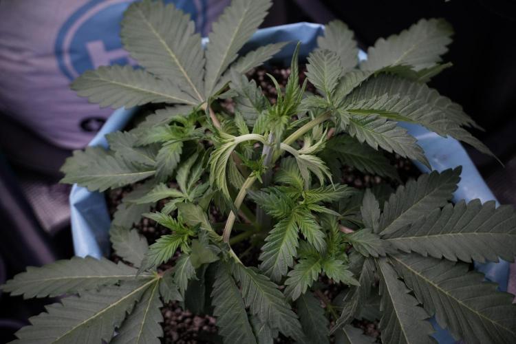 Skywalker OG Legends of the 12/12 Galaxy. Week 5 - 12/12 from seed 