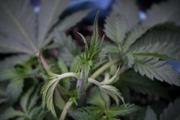 Skywalker OG Legends of the 12/12 Galaxy. Week 5 - 12/12 from seed 