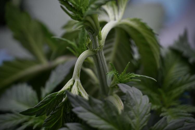 Skywalker OG Legends of the 12/12 Galaxy. Week 5 - 12/12 from seed 