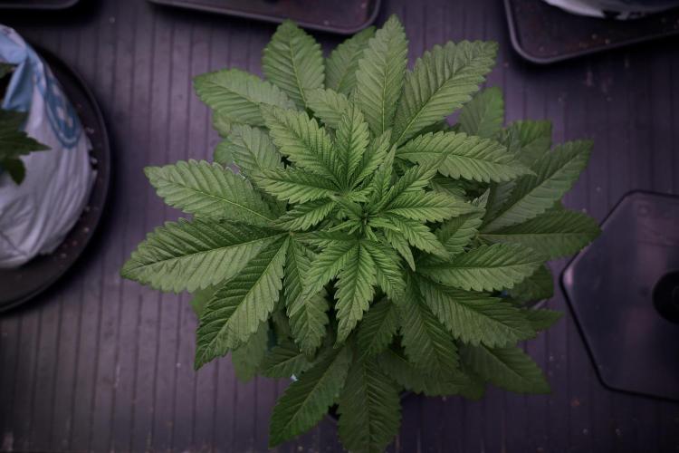 Skywalker OG Legends of the 12/12 Galaxy. Week 5 - 12/12 from seed 