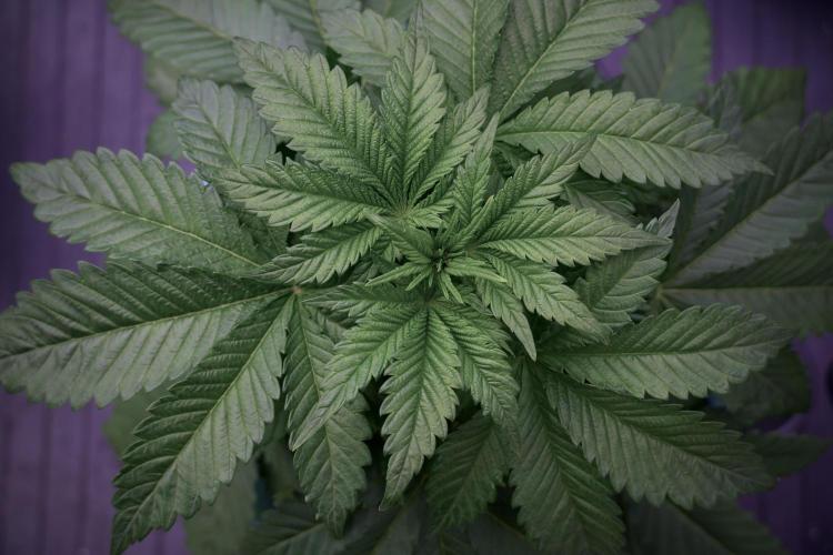 Skywalker OG Legends of the 12/12 Galaxy. Week 5 - 12/12 from seed 