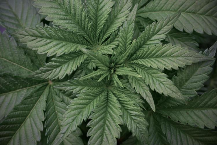 Skywalker OG Legends of the 12/12 Galaxy. Week 5 - 12/12 from seed 