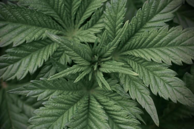 Skywalker OG Legends of the 12/12 Galaxy. Week 5 - 12/12 from seed 