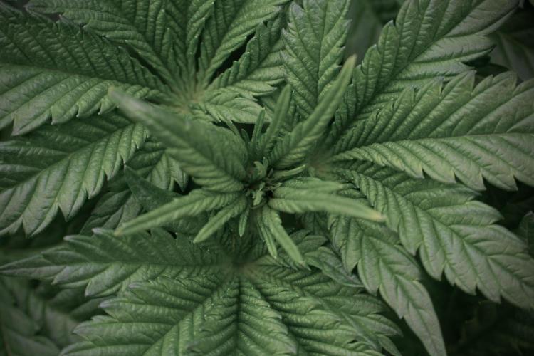 Skywalker OG Legends of the 12/12 Galaxy. Week 5 - 12/12 from seed 