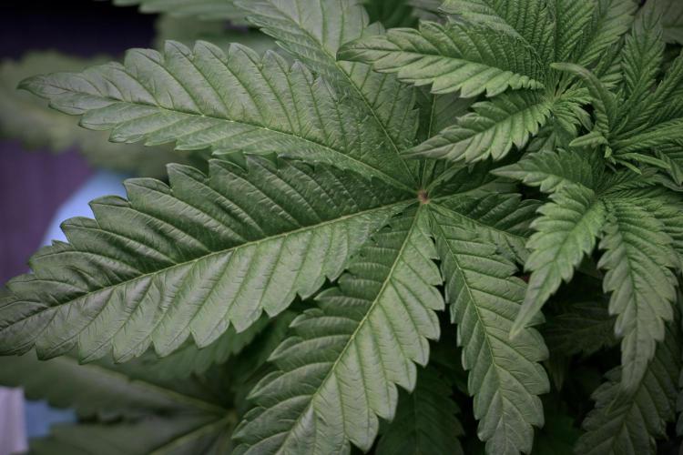 Skywalker OG Legends of the 12/12 Galaxy. Week 5 - 12/12 from seed 