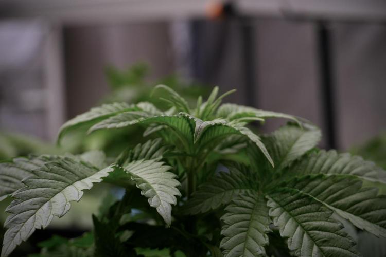 Skywalker OG Legends of the 12/12 Galaxy. Week 5 - 12/12 from seed 