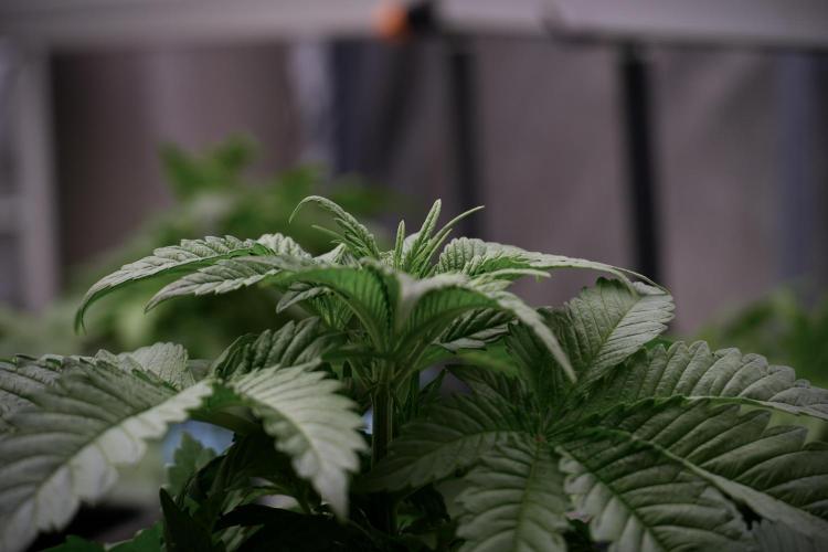 Skywalker OG Legends of the 12/12 Galaxy. Week 5 - 12/12 from seed 