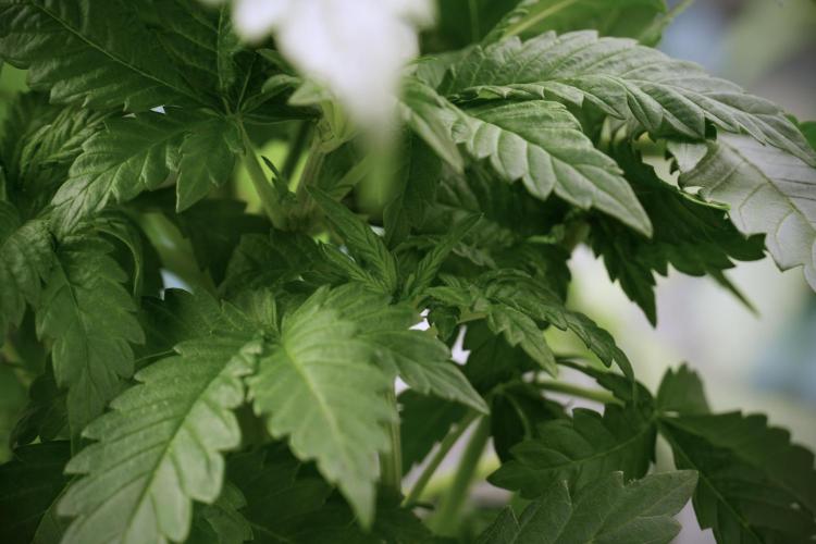 Skywalker OG Legends of the 12/12 Galaxy. Week 5 - 12/12 from seed 