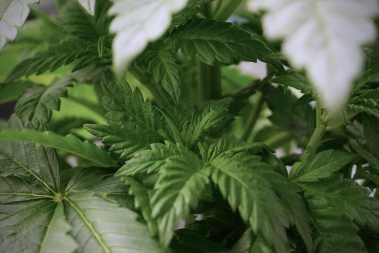 Skywalker OG Legends of the 12/12 Galaxy. Week 5 - 12/12 from seed 