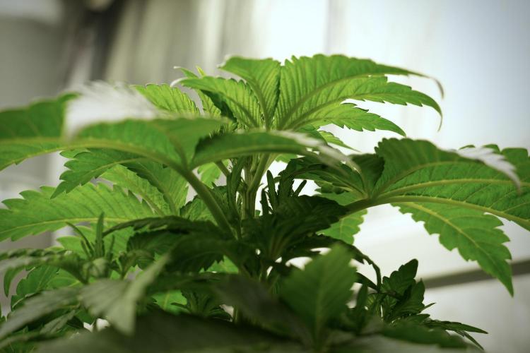 Skywalker OG Legends of the 12/12 Galaxy. Week 5 - 12/12 from seed 