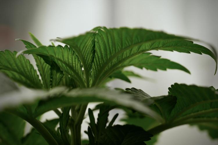 Skywalker OG Legends of the 12/12 Galaxy. Week 5 - 12/12 from seed 