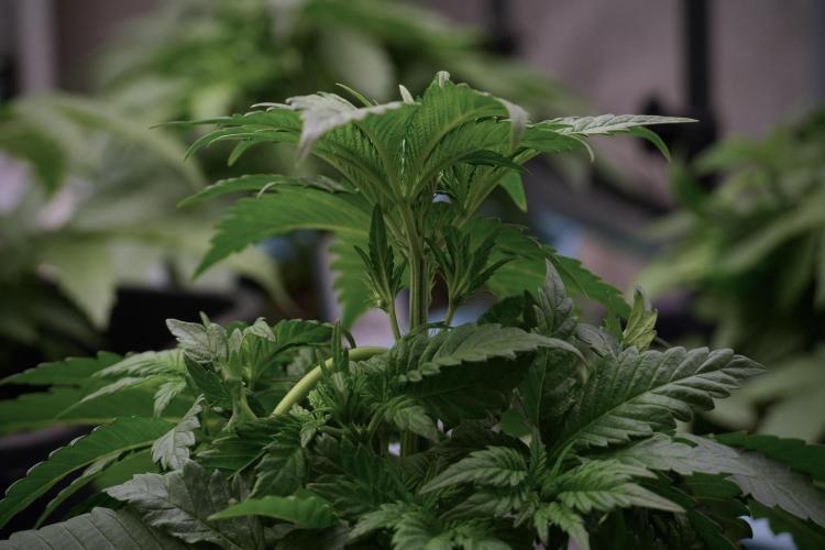 Skywalker OG Legends of the 12/12 Galaxy. Week 5 - 12/12 from seed 