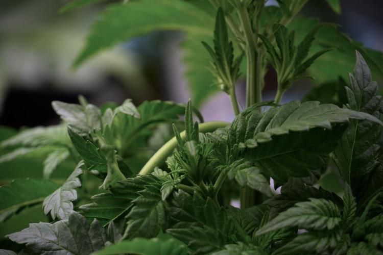 Skywalker OG Legends of the 12/12 Galaxy. Week 5 - 12/12 from seed 