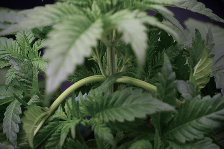 Skywalker OG Legends of the 12/12 Galaxy. Week 5 - 12/12 from seed 