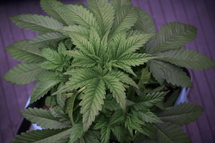 Skywalker OG Legends of the 12/12 Galaxy. Week 5 - 12/12 from seed 