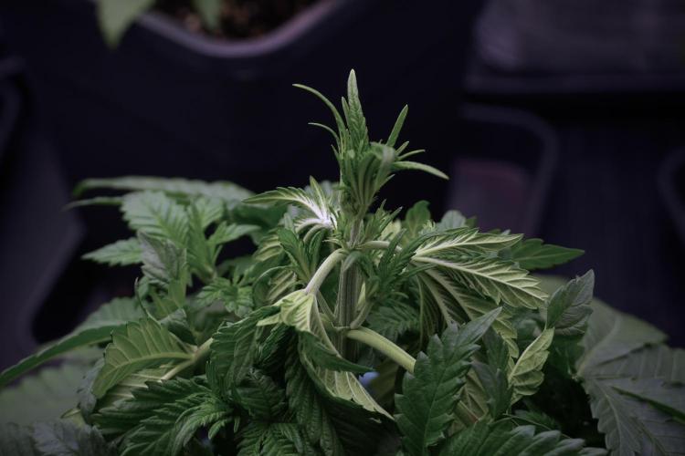 Skywalker OG Legends of the 12/12 Galaxy. Week 5 - 12/12 from seed 