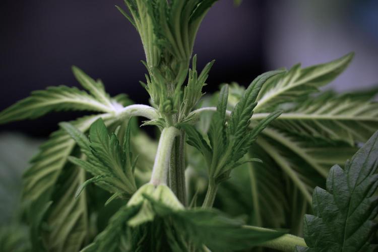 Skywalker OG Legends of the 12/12 Galaxy. Week 5 - 12/12 from seed 