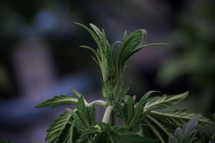 Skywalker OG Legends of the 12/12 Galaxy. Week 5 - 12/12 from seed 