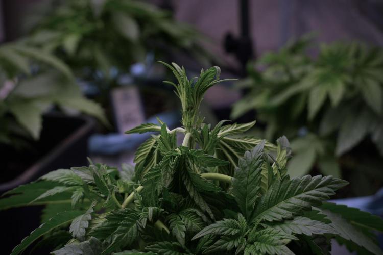 Skywalker OG Legends of the 12/12 Galaxy. Week 5 - 12/12 from seed 