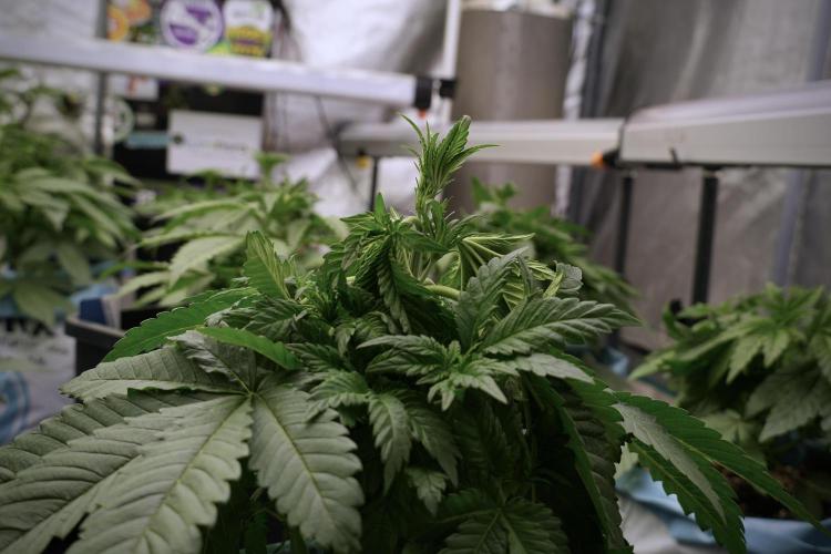 Skywalker OG Legends of the 12/12 Galaxy. Week 5 - 12/12 from seed 