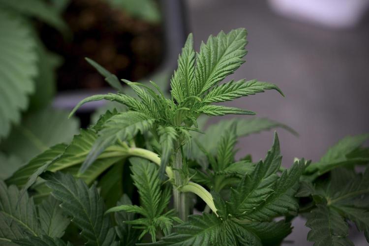 Skywalker OG Legends of the 12/12 Galaxy. Week 5 - 12/12 from seed 