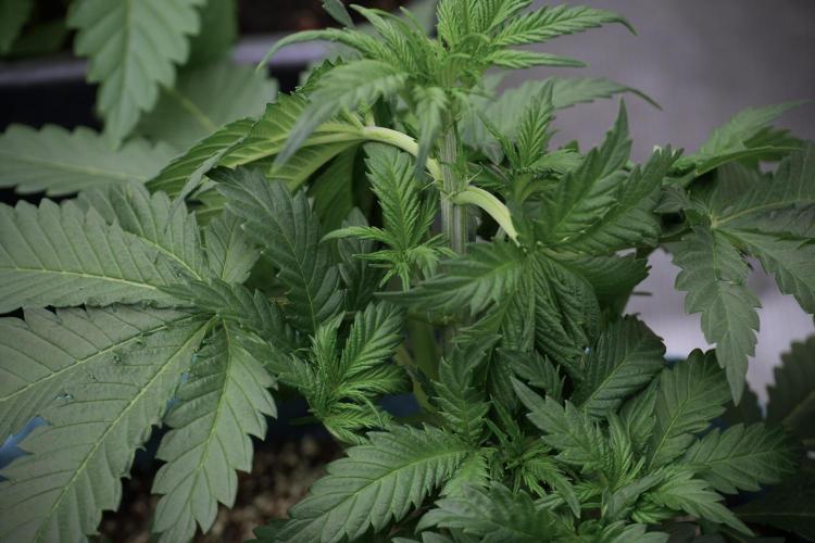 Skywalker OG Legends of the 12/12 Galaxy. Week 5 - 12/12 from seed 