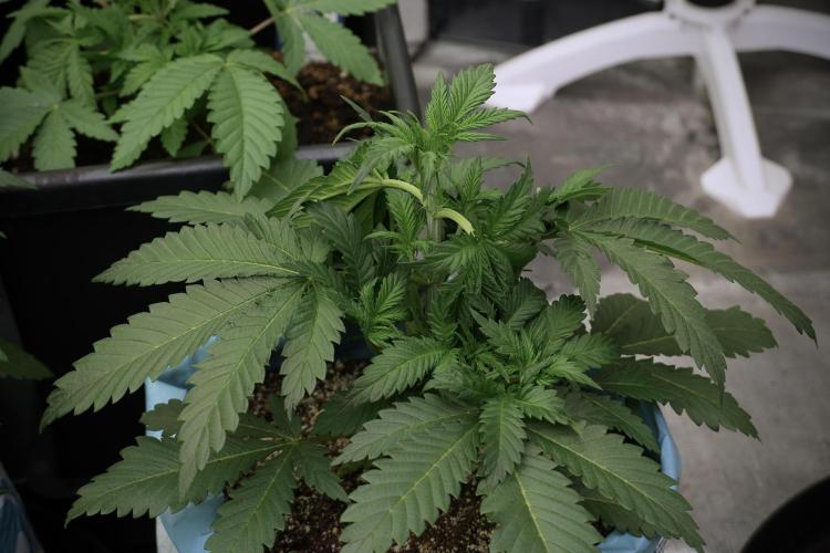 Skywalker OG Legends of the 12/12 Galaxy. Week 5 - 12/12 from seed 