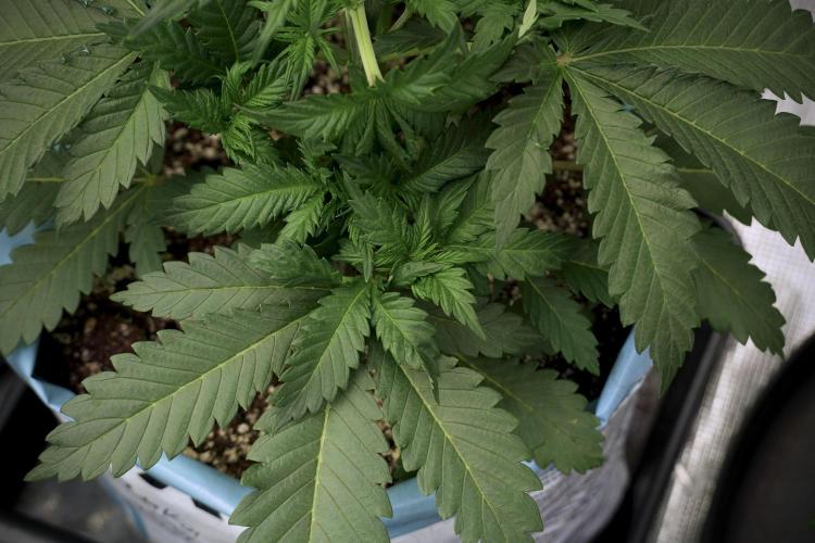 Skywalker OG Legends of the 12/12 Galaxy. Week 5 - 12/12 from seed 