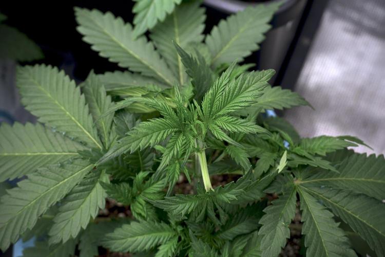 Skywalker OG Legends of the 12/12 Galaxy. Week 5 - 12/12 from seed 