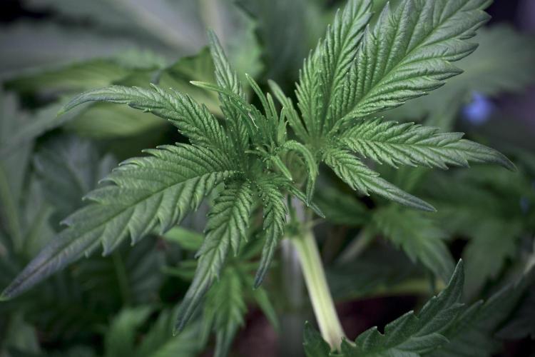 Skywalker OG Legends of the 12/12 Galaxy. Week 5 - 12/12 from seed 