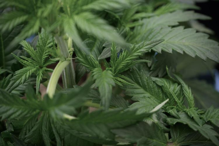 Skywalker OG Legends of the 12/12 Galaxy. Week 5 - 12/12 from seed 